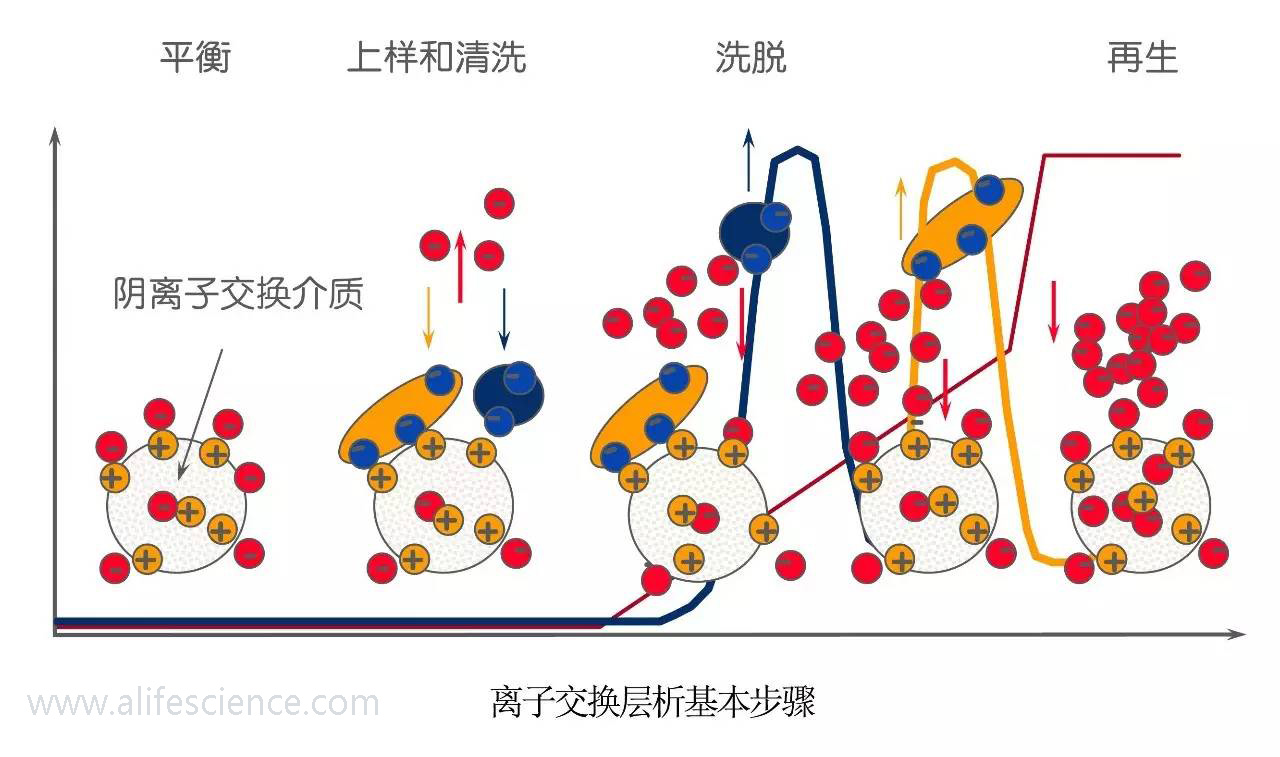 蛋白提取純化的幾種常用方法 蛋白提取純化的幾種常用方法
