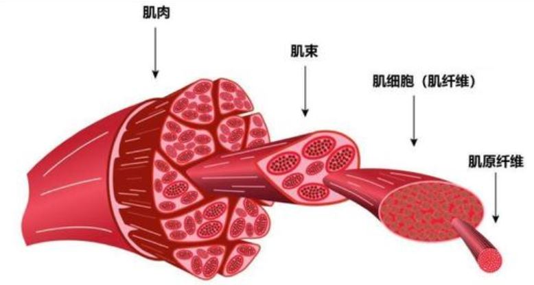 新型的栽培肉 新型的栽培肉
