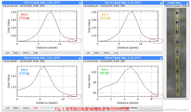 Western Blot蛋白含量-信號(hào)強(qiáng)度-分布范圍的關(guān)聯(lián).jpg Western Blot蛋白含量-信號(hào)強(qiáng)度-分布范圍的關(guān)聯(lián).jpg