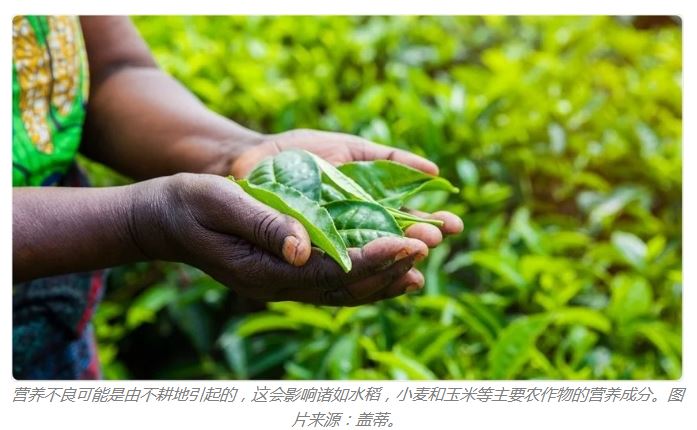植物中的特定蛋白質(zhì)可預(yù)防人體缺鋅 植物中的特定蛋白質(zhì)可預(yù)防人體缺鋅