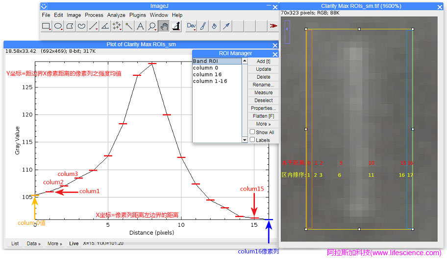 ImageJ軟件Plot Profile的選區(qū)ROI顯示界面.jpg ImageJ軟件Plot Profile的選區(qū)ROI顯示界面.jpg