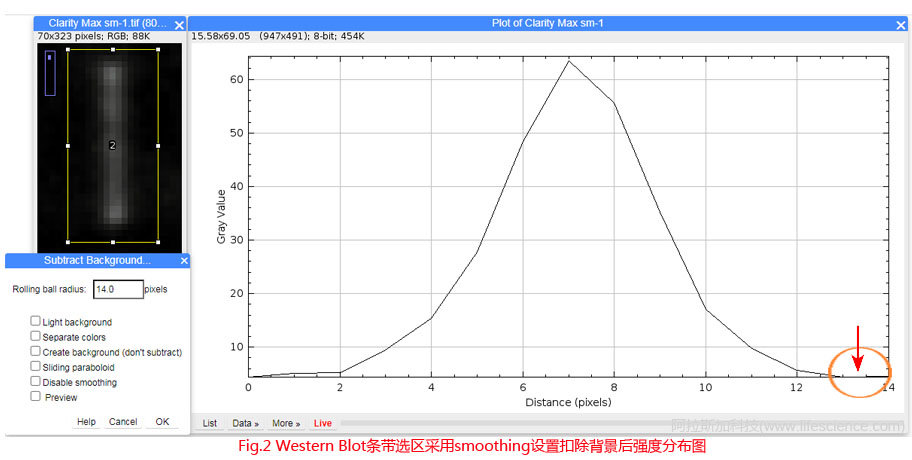 Fig.2 Western Blot條帶采用默認(rèn)smoothing設(shè)置扣除背景后圖像強(qiáng)度分布圖.jpg Fig.2 Western Blot條帶采用默認(rèn)smoothing設(shè)置扣除背景后圖像強(qiáng)度分布圖.jpg