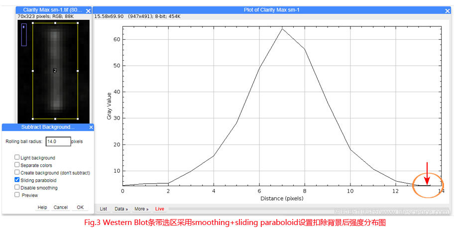 Fig.3 Western Blot條帶采用smoothing+sliding paraboloid設(shè)置扣除背景后圖像強(qiáng)度分布圖.jpg Fig.3 Western Blot條帶采用smoothing+sliding paraboloid設(shè)置扣除背景后圖像強(qiáng)度分布圖.jpg