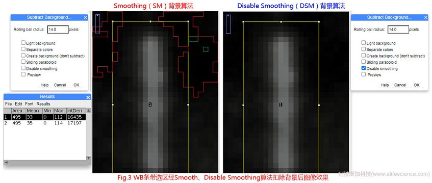Fig 3 WB條帶選區(qū)經(jīng)Smooth、Disable Smoothing算法扣除背景后圖像效果.jpg