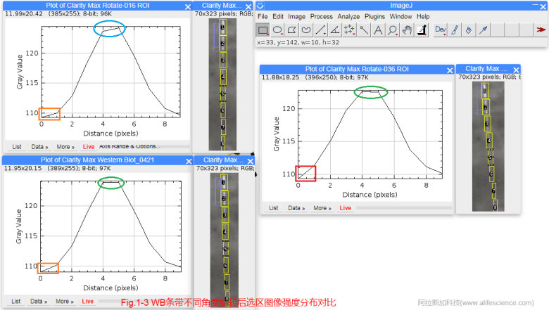 1620634034806132.jpg 蜂蜜瀏覽器_Fig.1-3 WB條帶不同角度旋轉(zhuǎn)后選區(qū)圖像強(qiáng)度分布對(duì)比.jpg