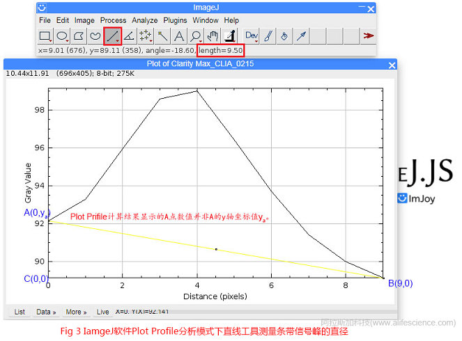 Fig 3 IamgeJ軟件Plot Profile分析模式下直線(xiàn)工具測(cè)量條帶信號(hào)峰的直徑.jpg