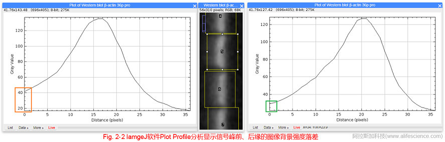 Fig 2-2 IamgeJ軟件Plot Profile分析顯示信號(hào)峰前、后緣的圖像背景強(qiáng)度落差.jpg