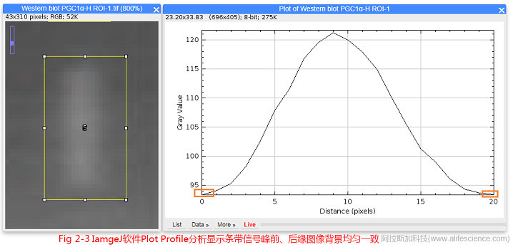 Fig.2-3 IamgeJ軟件Plot Profile分析顯示條帶信號(hào)峰前、后緣圖像背景均勻一致.jpg