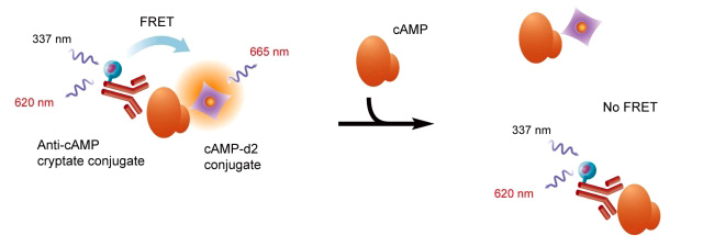 HTRF技術(shù)用于cAMP測(cè)定的原理.jpg HTRF技術(shù)用于cAMP測(cè)定的原理.jpg
