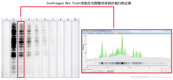 iBright FL1500基于免染熒光圖像的TPN分析.jpg iBright FL1500基于免染熒光圖像的TPN分析.jpg