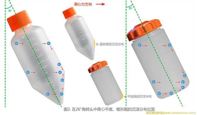 圖2.角轉頭中離心平底、錐形瓶的沉淀分布位置.jpg