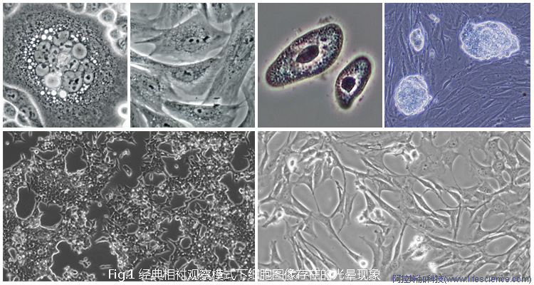 Zeiss Primovert Axiovert 5 Leica DM IL LED Olympus CKX53倒置相差顯微鏡細胞相差圖像中的光暈現(xiàn)象.jpg Zeiss Primovert Axiovert 5 Leica DM IL LED Olympus CKX53倒置相差顯微鏡細胞相差圖像中的光暈現(xiàn)象.jpg