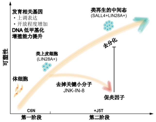 化學(xué)重編程激活再生相關(guān)網(wǎng)絡(luò)的分子機(jī)制.jpg 化學(xué)重編程激活再生相關(guān)網(wǎng)絡(luò)的分子機(jī)制.jpg