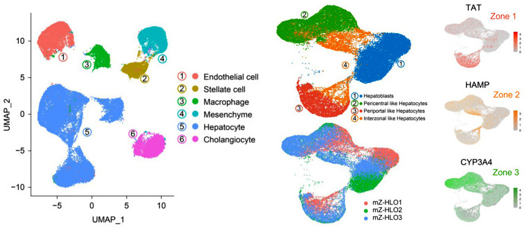 圖4 mZ-HLO類器官細(xì)胞基因表達(dá)空間異質(zhì)性snRNA-seq UMAP圖.jpg 圖4 mZ-HLO類器官細(xì)胞基因表達(dá)空間異質(zhì)性snRNA-seq UMAP圖.jpg