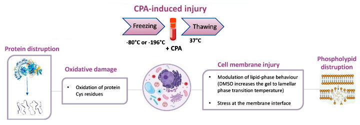 CPA-水-冷凍保存相關細胞延遲性死亡關聯圖.jpg CPA-水-冷凍保存相關細胞延遲性死亡關聯圖.jpg